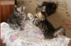 amantesspennut7viikkoaamantesskittens7weeksicamuringideononpentujenisicamuringideonisthefatherofthekittens17_small.jpg