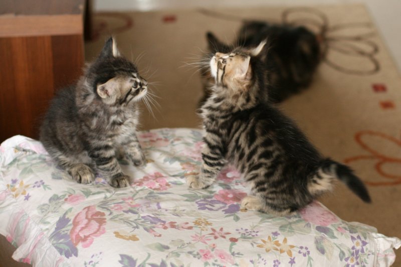 amantesspennut7viikkoaamantesskittens7weeksicamuringideononpentujenisicamuringideonisthefatherofthekittens18.jpg