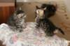 amantesspennut7viikkoaamantesskittens7weeksicamuringideononpentujenisicamuringideonisthefatherofthekittens18_small.jpg