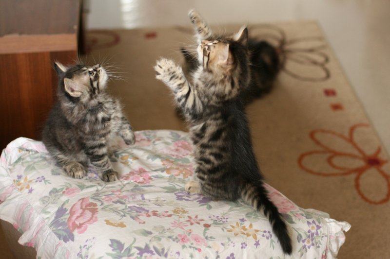 amantesspennut7viikkoaamantesskittens7weeksicamuringideononpentujenisicamuringideonisthefatherofthekittens19.jpg