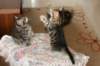 amantesspennut7viikkoaamantesskittens7weeksicamuringideononpentujenisicamuringideonisthefatherofthekittens19_small.jpg