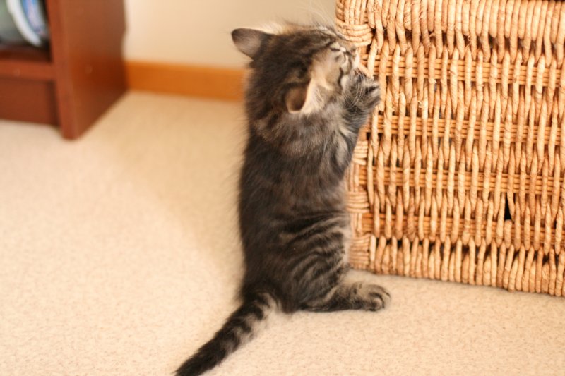 amantesspennut7viikkoaamantesskittens7weeksicamuringideononpentujenisicamuringideonisthefatherofthekittens3.jpg