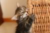 amantesspennut7viikkoaamantesskittens7weeksicamuringideononpentujenisicamuringideonisthefatherofthekittens4_small.jpg