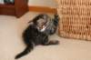 amantesspennut7viikkoaamantesskittens7weeksicamuringideononpentujenisicamuringideonisthefatherofthekittens8_small.jpg