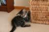 amantesspennut7viikkoaamantesskittens7weeksicamuringideononpentujenisicamuringideonisthefatherofthekittens9_small.jpg