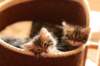 amantesspennut7viikkoaamantesskittens7weeksicamuringideononpentujenisicamuringideonisthefatherofthekittens_small.jpg
