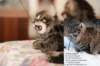 pentujenisnitiscamurinclaudiajalapsenlapsikittenspaternalgrandmotherscamurinclaudiaasupersuperfemalecat_small.jpg
