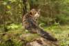 zorbaimg_8360_small.jpg