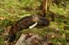zorbaimg_8361_small.jpg