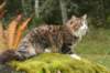 zorbaimg_8369_small.jpg