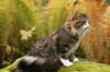 zorbaimg_8378_small.jpg