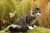 zorbaimg_8379_small.jpg