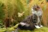 zorbaimg_8385_small.jpg