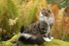 zorbaimg_8386_small.jpg