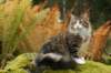 zorbaimg_8388_small.jpg