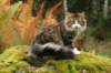 zorbaimg_8390_small.jpg