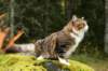 zorbaimg_8407_small.jpg