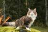 zorbaimg_8413_small.jpg