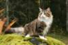 zorbaimg_8416_small.jpg
