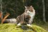 zorbaimg_8419_small.jpg