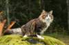 zorbaimg_8421_small.jpg