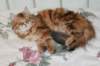 perzike1yearsand1months301201411_small.jpg