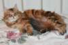 perzike1yearsand1months30120144_small.jpg