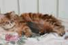 perzike1yearsand1months30120145_small.jpg