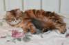 perzike1yearsand1months30120146_small.jpg