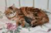 perzike1yearsand1months30120147_small.jpg