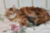 perzike1yearsand1months30120148_small.jpg