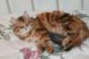 perzike1yearsand1months30120149_small.jpg