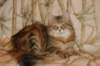 perzike1yearsand2months301201512_small.jpg