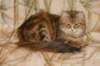 perzike1yearsand2months301201513_small.jpg