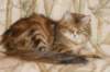 perzike1yearsand2months301201515_small.jpg