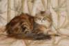 perzike1yearsand2months301201516_small.jpg