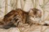 perzike1yearsand2months301201517_small.jpg
