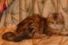 perzike1yearsand2months301201518_small.jpg