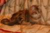 perzike1yearsand2months301201519_small.jpg