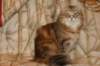perzike1yearsand2months30120154_small.jpg
