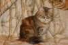 perzike1yearsand2months30120155_small.jpg
