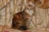 perzike1yearsand2months30120156_small.jpg