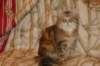 perzike1yearsand2months30120158_small.jpg