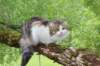 amurinsusanna1v75kk136202442_small.jpg