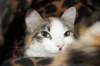 carmel38_small.jpg