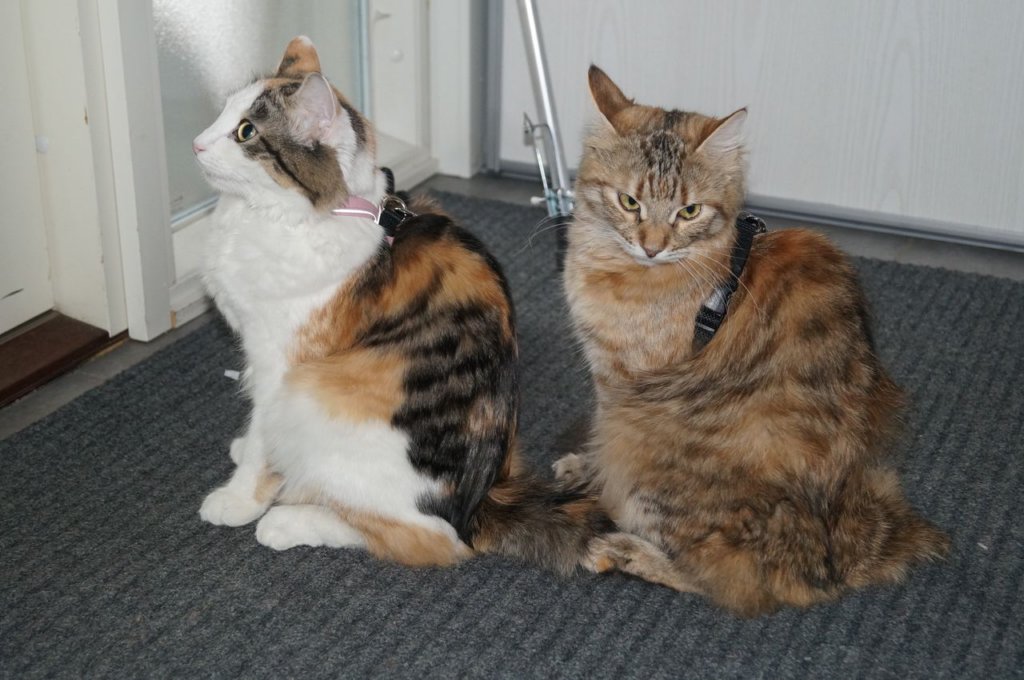 carmeljacassia11.jpg