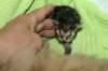 derbe4mackerelboy4_small.jpg