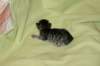 diinairogeesigirl_1838_small.jpg