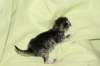 diinairogeesigirl_1847_small.jpg