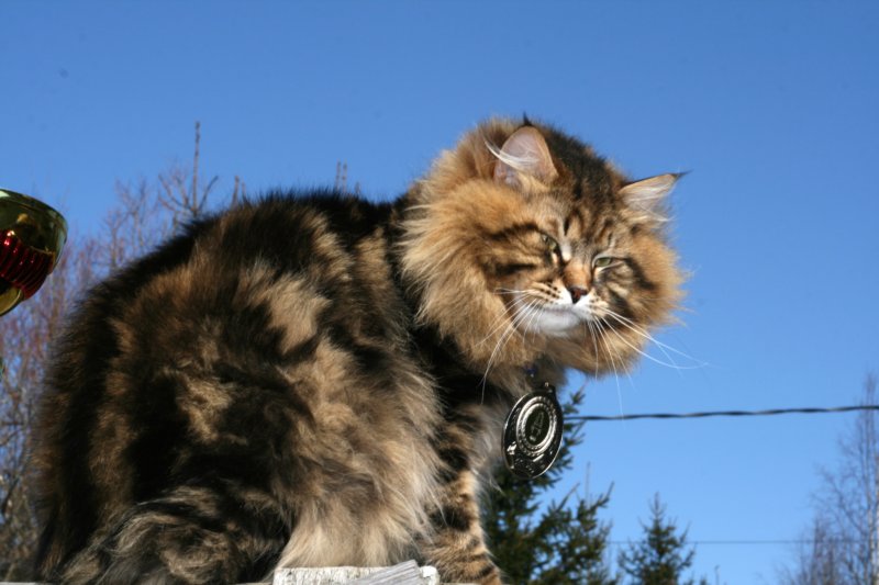 gicamurinesrabestsiberiancatyoungfor2008andsecondbestadultsiberiancatcluboffinland.jpg